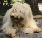 Russian Sheep Dog in Central Park